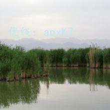 ׶